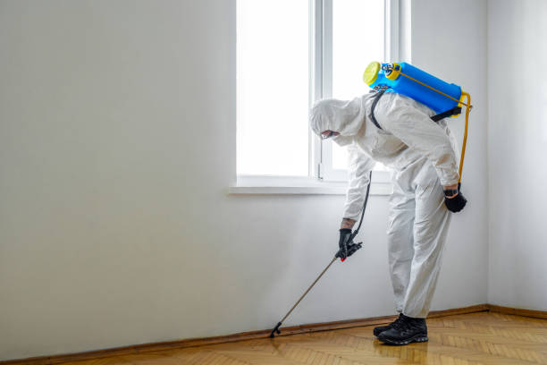 Best Termite Control Services  in Hden Springs, ID